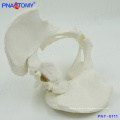 PNT-0111cy Medical science natural size male pelvis model